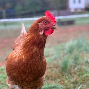 Meet your Posher, Haley